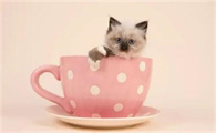 茶杯猫资料及图片，茶杯猫的价格多少钱一只