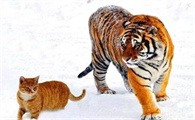 老虎会把猫当小老虎吗