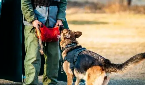 看完这些德国牧羊犬的缺点，还敢养的都是真爱！