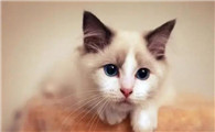 猫的寿命是多少年