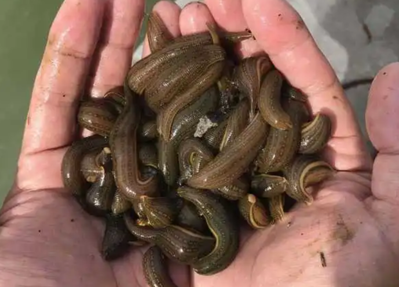 哪里有养殖蚂蝗