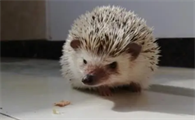 刺猬喂养方法