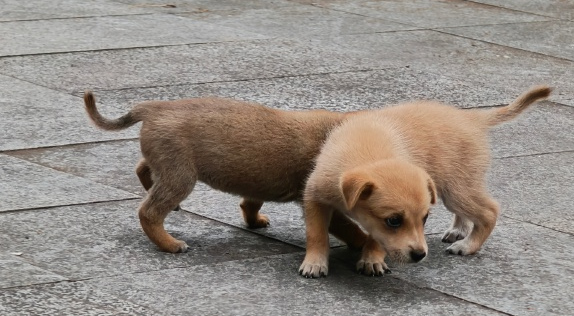 为什么宠物狗经常走丢，而田园犬不会？背后是有原因的