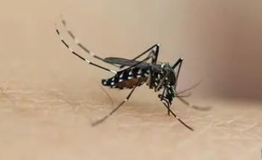 蚊子的幼虫是什么