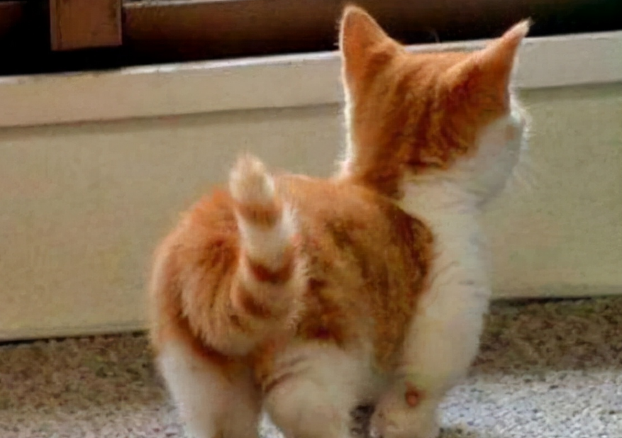 猫的尾巴有什么作用