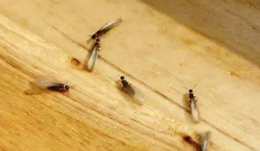 白蚁除虫公司