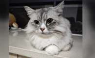 家猫吃什么食物