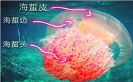 食用水母有几种