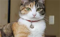 猫多大算成年了