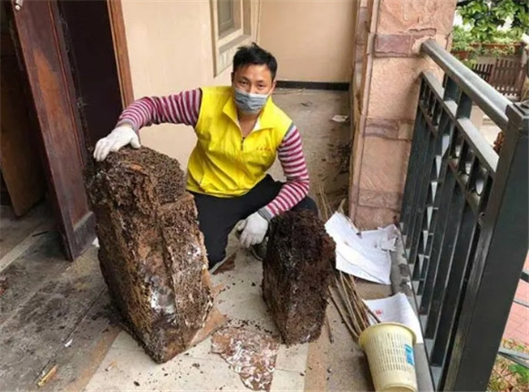 工程中白蚁防治
