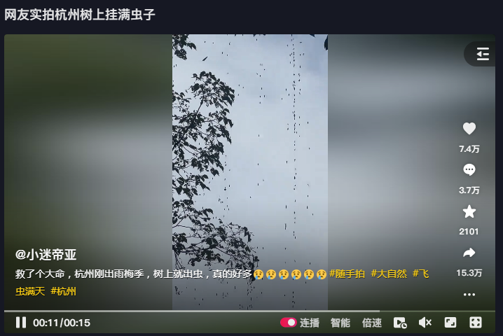 网友实拍杭州树上挂满虫子引关注
