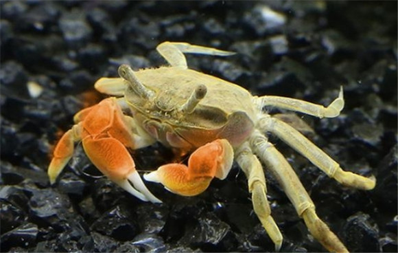 辣椒蟹繁殖