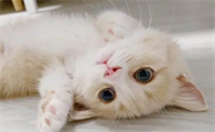 家中养猫的风水知识