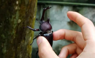 独角仙有啥作用
