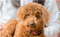 泰迪犬的饮食需求与推荐食物详解