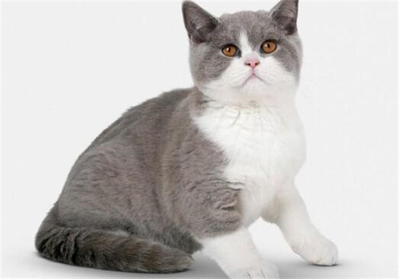 宠物猫的世界多姿多彩,看看您能认出多少种迷人的猫咪呢? 宠物猫的世界多姿多彩,看看您能认出多少种迷人的猫咪呢?