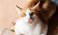 捡猫不还给主人犯法吗