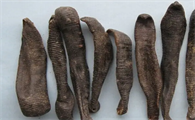 蚂蟥干货最新价格