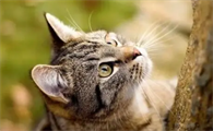 家猫和老虎是什么关系