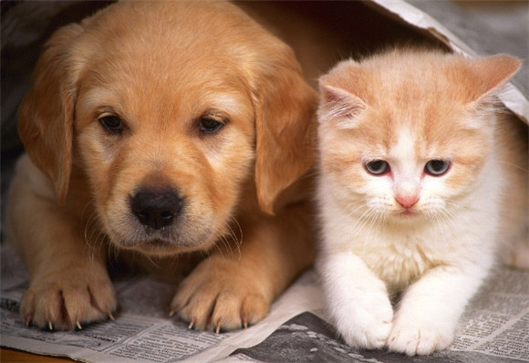 猫吃不出甜味？那为什么还总跟人抢饭吃！