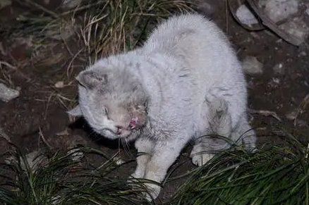 家里有死猫会有什么影响