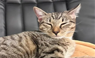 猫耳朵烂了化脓流血怎么办