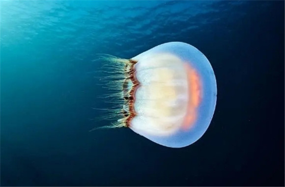水母有几个爪子