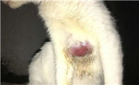 铲屎官必知!犬猫皮肤常见病原大揭秘