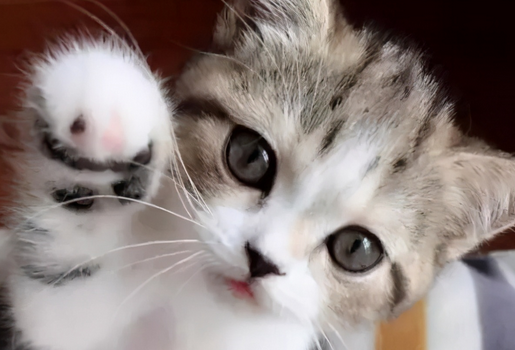 猫的尾巴一直摇来摇去是什么意思 猫的尾巴一直摇来摇去是什么意思