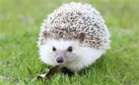 吃刺猬犯法吗