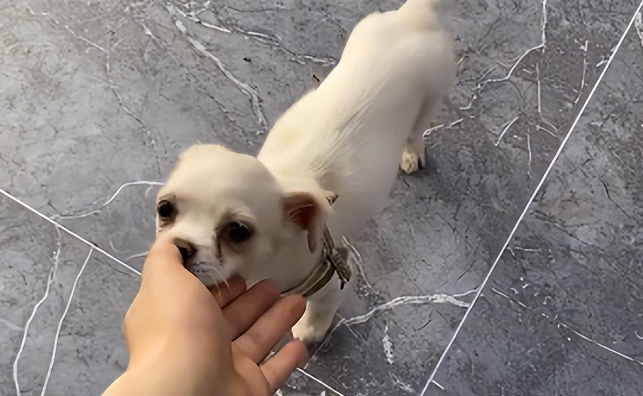 店里来了一只流浪狗,怎么驱赶都不走,最后做法感人 店里来了一只流浪狗,怎么驱赶都不走,最后做法感人