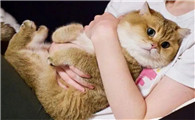 猫会把主人当成爱人吗