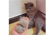 猫换毛期是什么时候