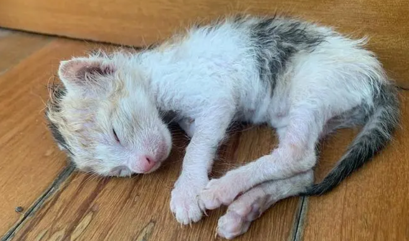 捡了一只一个月的小猫