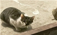 猫回家只为吃喝吃完就走