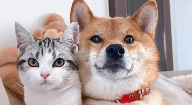 猫和狗眼中的主人 猫和狗眼中的主人