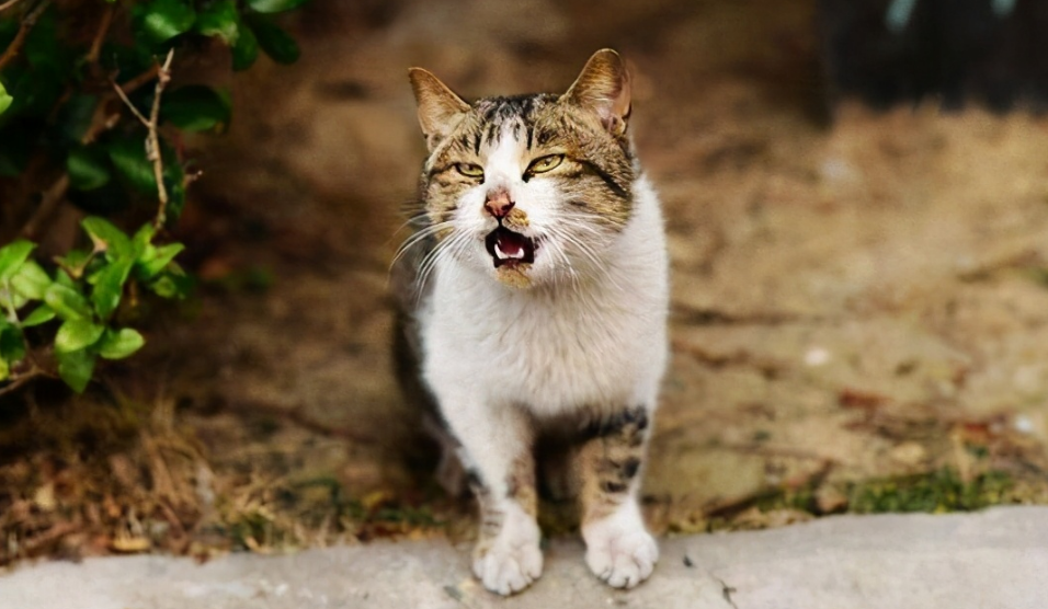 猫发春的症状