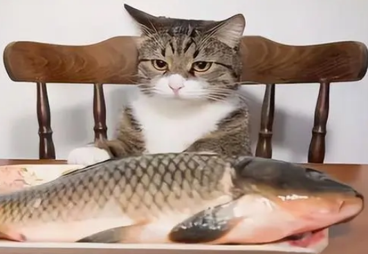 猫都吃什么