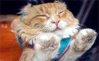 猫呼吸急促腹部起伏快