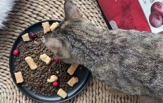 美食厨房猫粮健康又美味！铲屎官们get起来！