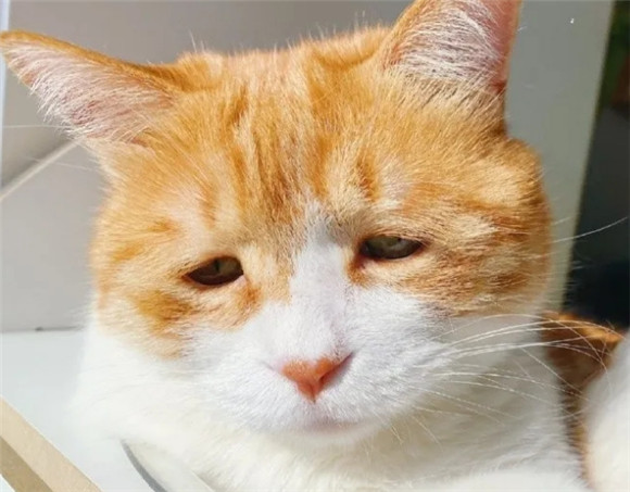 养猫久了才知道，猫咪老是叹气是这些原因！