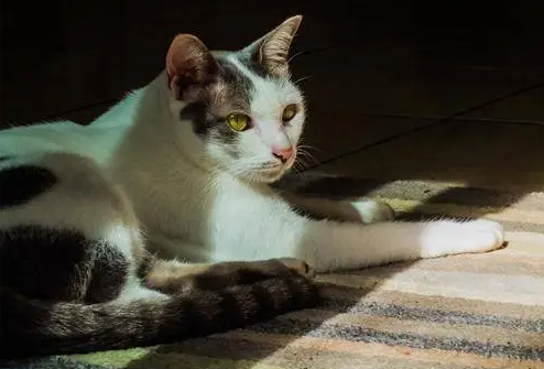 猫发情期多久时间
