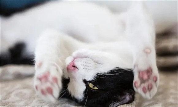 猫发出低沉的震动声是怎么回事 猫发出低沉的震动声是怎么回事