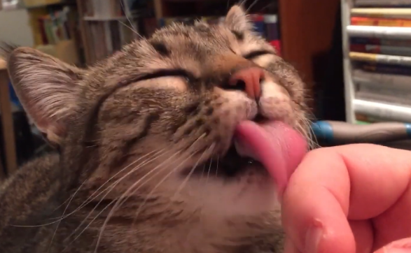 猫的舌头舔人有细菌吗