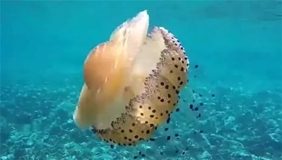 水母能晒太阳吗