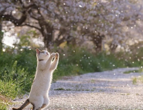 猫和花在一起的配文