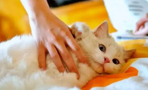 家养猫咪有狂犬病毒吗
