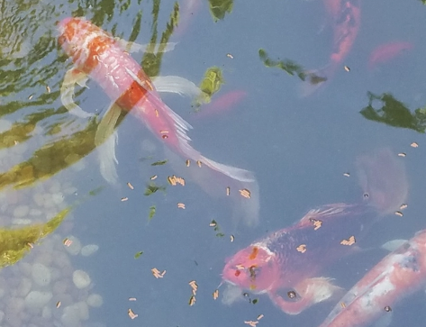 锦鲤长什么样