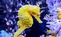 海马怎样泡酒