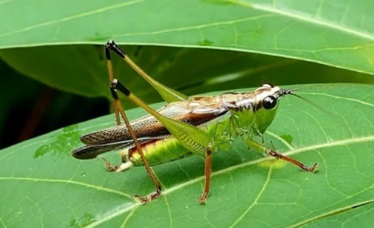 蝈蝈要洗澡吗